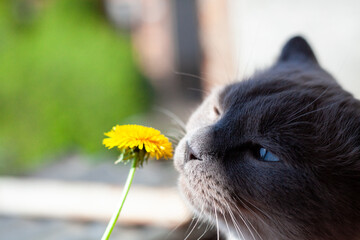Cat sniffing yellow dandelion close up. Portrait of gray cat sniffing flower in macro. Selective...