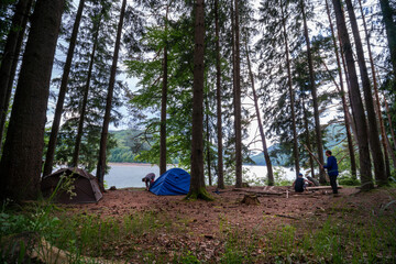 Two tents brown and blue stands between trees in a pine forest on the river bank in the mountains. Tourism concept. Copy space. They harvest firewood and light fires
