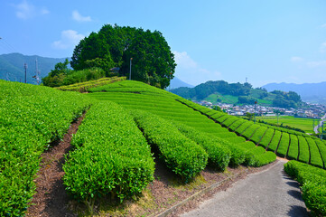 Fototapeta premium 太鼓山 茶畑 たいこ山古墳 和束 京都府和束町