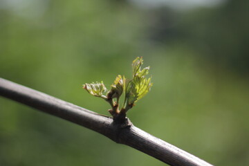 New sprouts of grapes on a branch, in April