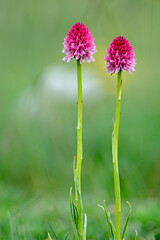 Gymnadenia corneliana © Rocco