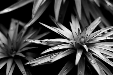 Contours and silhouettes of flowers. Black and white Lily flower leaves. Beautiful flower. .Monochrome. Symbol of romance. Drops of Dew. Abstract background. Raindrops on the  leaves of Lily.