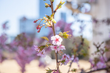 桜
