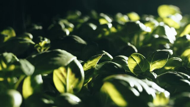 Italian cultivation of fresh basil