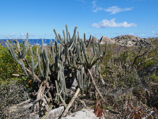 Kaktus auf Virgin gorda (Britische Jungferninseln)