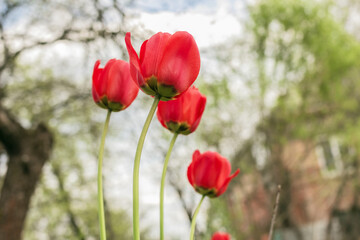 Obraz premium Few red tulips in spring garden