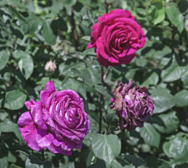 Purple roses on bush in garden