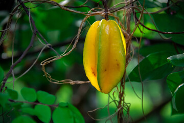 Yellow star fruit grown on the farm
