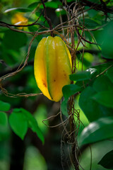Yellow star fruit grown on the farm
