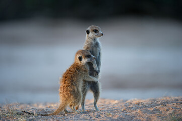 Suricate meerkat ( Suricata suricata) Kgalagadi Transfrontier Park, South Africa