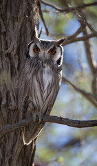 White-faced Scops-Owl  (Ptilopsis granti) Kgalagadi Transfrontier Park, South Africa