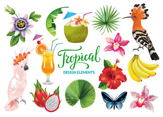 Tropical collection for summer party: cocktails, exotic flowers, leaves, fruits, birds and butterflies. Vector isolated elements on the white background. © Anna Sm