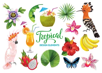 Foto op Plexiglas Tropical collection for summer party: cocktails, exotic flowers, leaves, fruits, birds and butterflies. Vector isolated elements on the white background. © Anna Sm