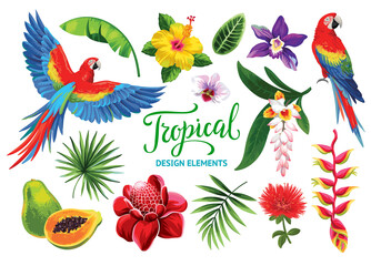 Tropical collection: exotic flowers, fruits, leaves and parrots. Vector isolated elements on the white background. © Anna Sm
