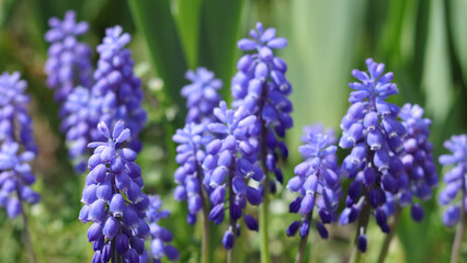 Tender blue Muscari neglectum flowers. Spring flowering. Blue buds flowers Muscari armeniacum . Viper bow. Grape hyacinth Muscari flowers .Spring season. Floral background. 