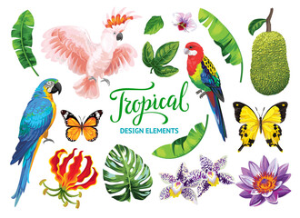 Tropical collection: exotic flowers, leaves, parrots and butterflies. Vector isolated elements on the white background.