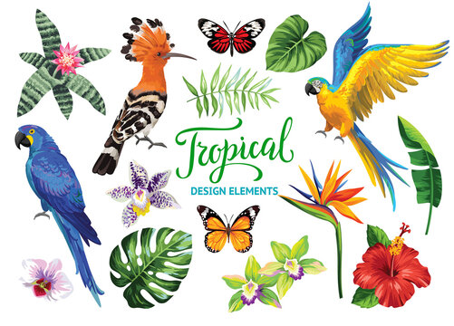 Tropical collection: exotic flowers, leaves, birds and butterflies. Vector isolated elements on the white background.