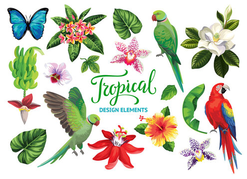 Tropical summer collection: exotic flowers, leaves and parrots. Vector isolated elements on the white background.
