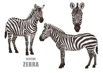 Naklejka na ściany i meble Zebra set. Vector isolated elements on the white background.