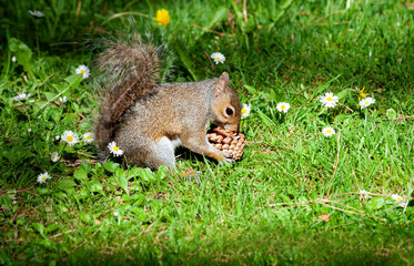 Grey Squirrel (Sciurus carolinensis) with pine cone