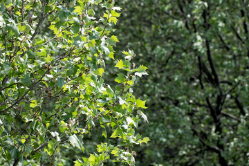 Spitzahorn und Platane