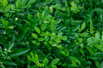 Fototapeta na wymiar Fresh green leaf texture background