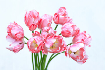 Faded Tulips close up. Bouquet of red tulips close up. Tulip petals. Buds of faded flowers. Beautiful bouquet. Floral background. Red blooming Tulips on a blurred sky background. Tulip bud