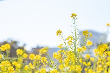 菜の花