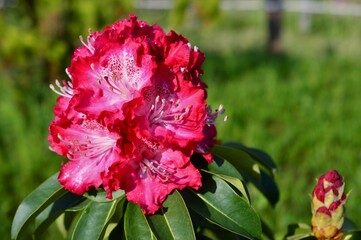 石楠花 （しゃくなげ）赤色