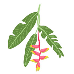 Heliconia bihai leaves and flowers. Blooming tropical flower. Exotic summer plant. For card posters patterns vector illustrations.