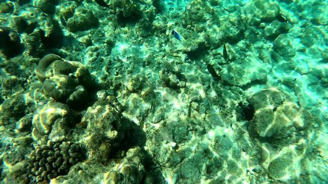 underwater video. Waterproof photo and video equipment for travel. coral reef