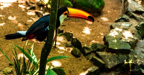 TUCAN © Belen