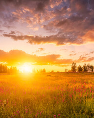 Fototapeta na wymiar Sunset or sunrise on a hill with purple wild carnations in summer.