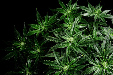 Cannabis bush on black background. Layout of fresh wet marijuana leaves, watering plant, top view. Hemp recreation, legalization concept.