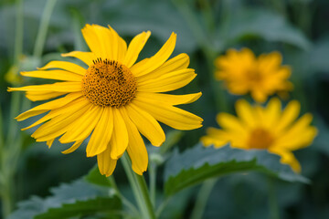 Close up of yellow flower of Tithonia diversifolia (Mexican sunflower or Nitobe chrysanthemum) in garden, selective focus. Blooming yellow daisy-like flower.