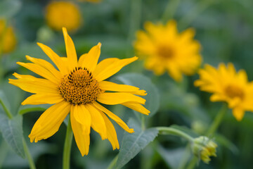 Yellow flowers of Tithonia diversifolia (Mexican sunflower or Nitobe chrysanthemum) blooming in garden on blurred background close up, selective focus