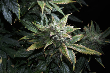 Ripen marijuana plant on black background. Hemp cones with green and yellow leaves, macro view....