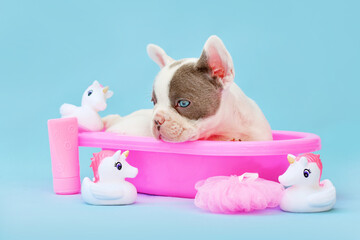 Isabella pied French Bulldog dog puppy in pink bathtub with rubber ducks on blue background