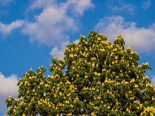 Blooming chestnut tree on blue sky clouds background