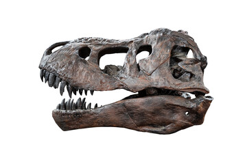 Tyrannosaurus scull isolated on white background. prehistoric animal fossils.