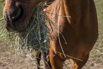 Stockholm, Sweden A brown horse eating hay at a stable.