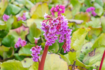 Beautiful pink Bergenia cordifolia Purpurea.