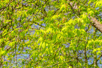 Small leaves of Carpinus betulus in spring time.
