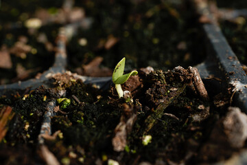 New seedling just emerging from the soil pod.