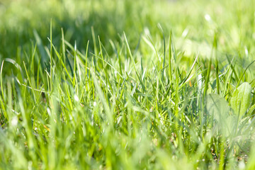 Juicy green grass in morning, selective focus. Sun shines through leaves of grass in spring or summer, close up. Nature background with sunlight on the grass.