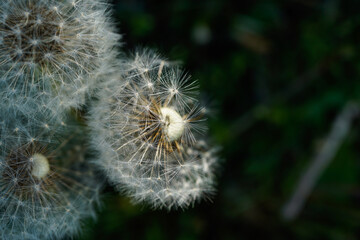 Trio of dandelions that have turned to puffballs. Detailed image, 