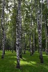 Naklejka premium birch grove in spring