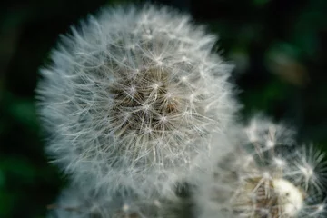 Fototapeten Detailed image of a dandelion that has turned to a puffball. Close up, macro. © Kathy