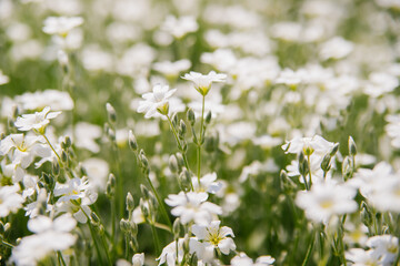 Background of small white flowers. Garden decoration. Sunlight. Soft selective focus. Background blur.