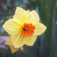 Yellow narcissus flower close up. Daffodil, spring flowers